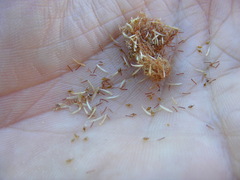 Eleocharis elegans