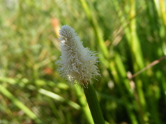 Eleocharis elegans