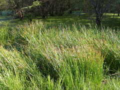 Eleocharis elegans