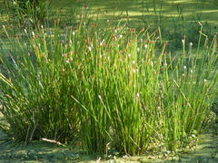 Eleocharis elegans