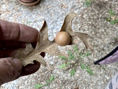 Atrusca brevipennata