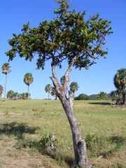 Comocladia velutina