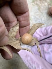 Atrusca brevipennata