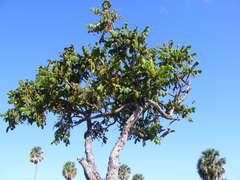 Comocladia velutina