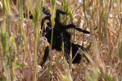 Harpactira