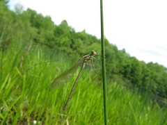 Lestes eurinus