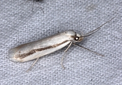 Xylorycta strigata