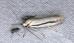 Xylorycta strigata
