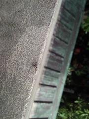 Salticidae
