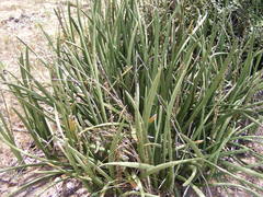 Sansevieria cylindrica