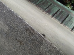 Salticidae