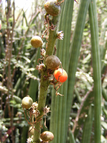 Sansevieria cylindrica