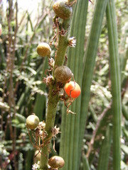 Sansevieria cylindrica