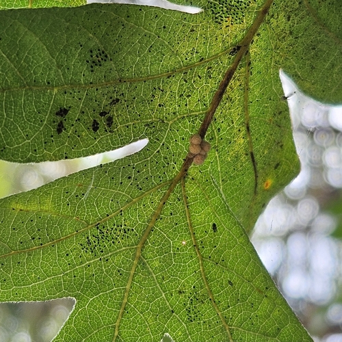 Clustered Gall Wasp photo 6
