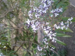 Aloysia citrodora