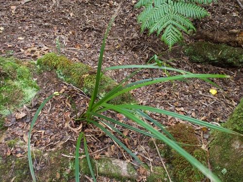 Carex alligata observed 2025-09-07