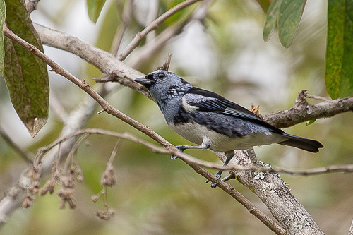 Turquoise Tanager