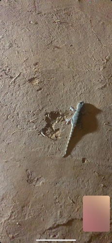 Moorish Gecko