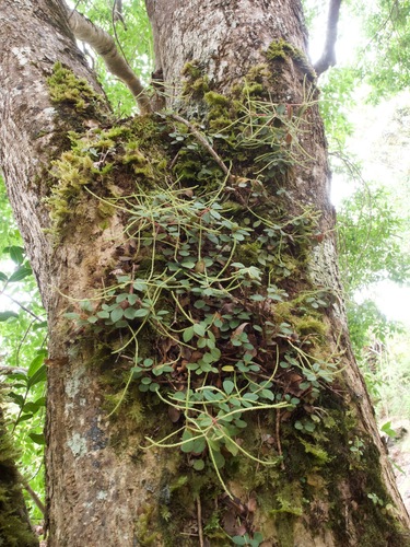 Peperomia cookiana observed 2025-09-07