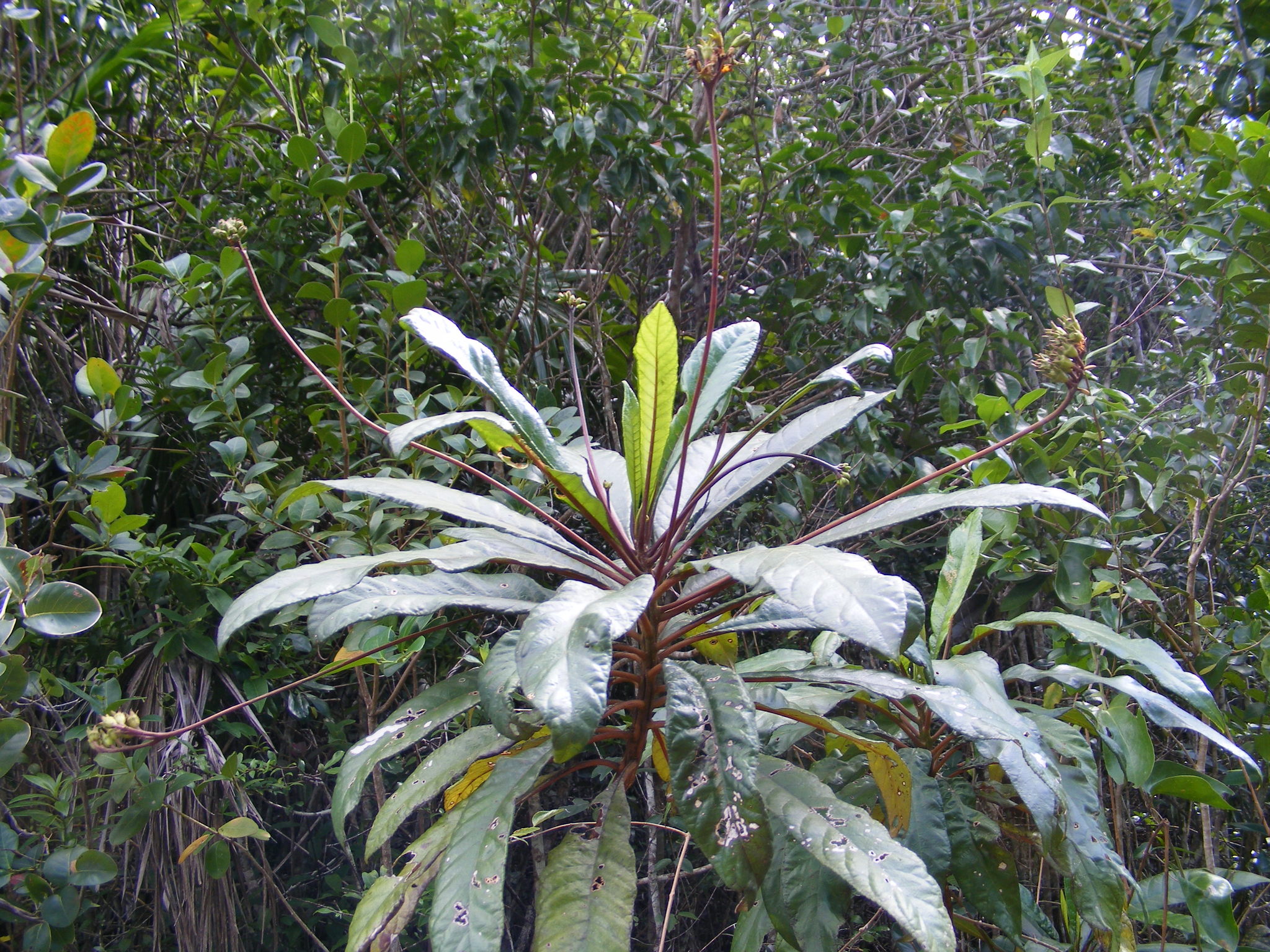 Rhytidophyllum grande