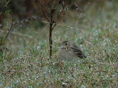 Anthus spragueii