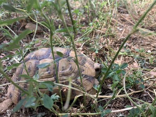 Morocco Tortoise