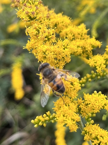 Unknown species found near Warren G. Magnuson Park, Seattle, WA, US