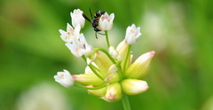 Parancistrocerus histrio