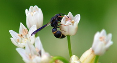 Parancistrocerus histrio