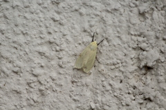 Pareuchaetes insulata