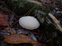 Crepidotus malachius