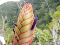Tillandsia compressa