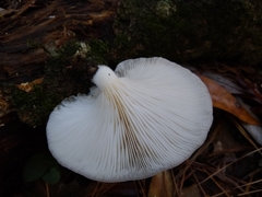 Crepidotus malachius