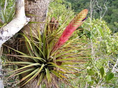 Tillandsia compressa
