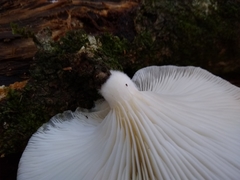 Crepidotus malachius