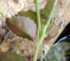 Epilobium rotundifolium