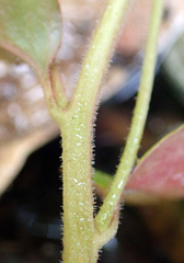 Epilobium rotundifolium