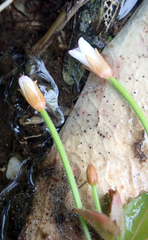 Epilobium rotundifolium