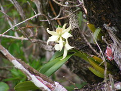 Prosthechea fragrans