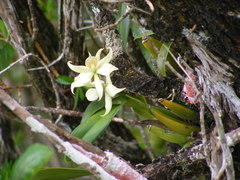 Prosthechea fragrans