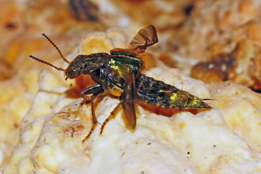 Gold-and-brown Rove Beetle