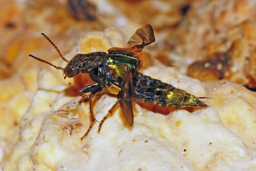 Gold-and-brown Rove Beetle
