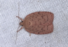 Garrha repandula