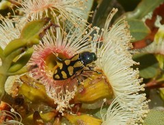 Castiarina adelaidae