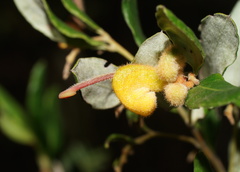 Grevillea chrysophaea