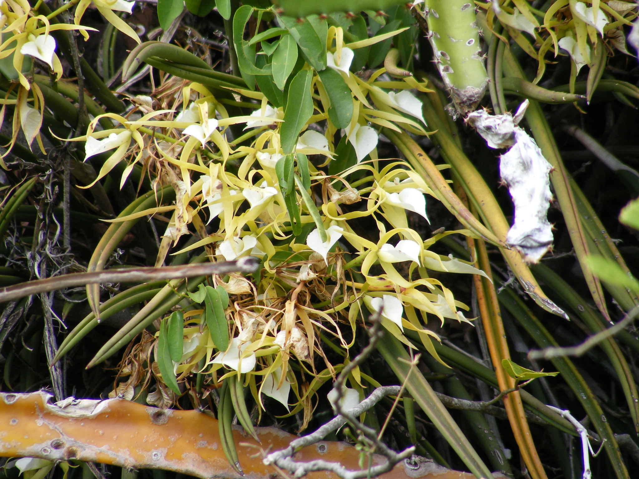 Brassavola subulifolia Lindl. 4