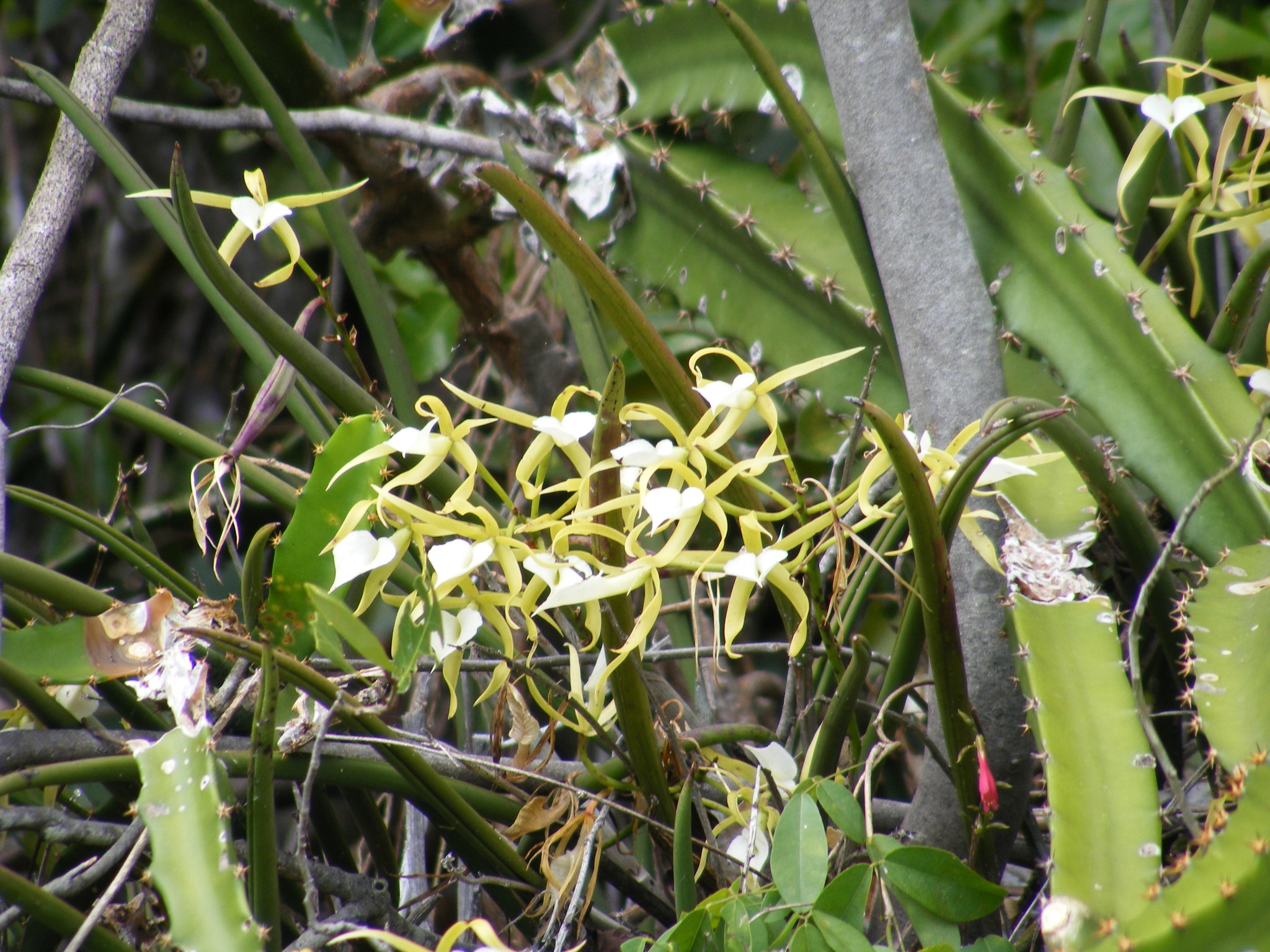Brassavola subulifolia Lindl. 3
