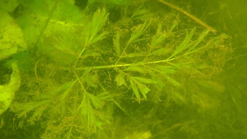 River Water-dropwort (Oenanthe fluviatilis)