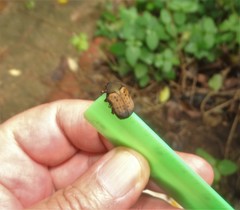 Elaphinis delagoensis