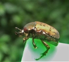 Elaphinis delagoensis